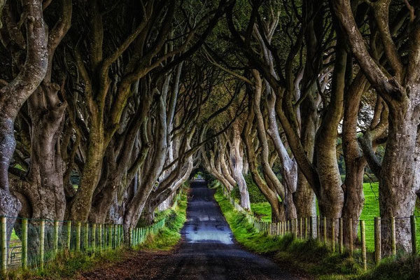 O caminho de Dark Hedges na Irlanda