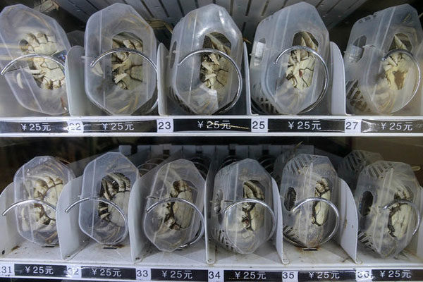 Caranguejos em máquinas de venda automática