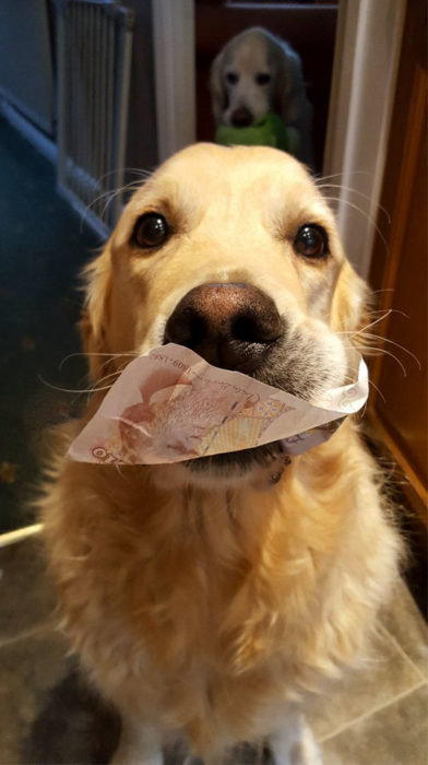 Mais cães que dão dinheiro. Preciso!