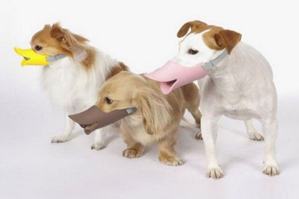 Tapa boca para cães
