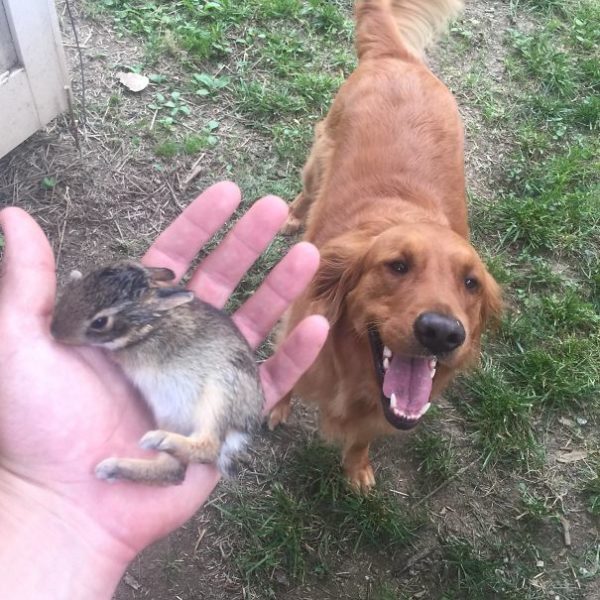 A maneira de ficar bem com meu cachorro é trazendo filhotes de coelhos