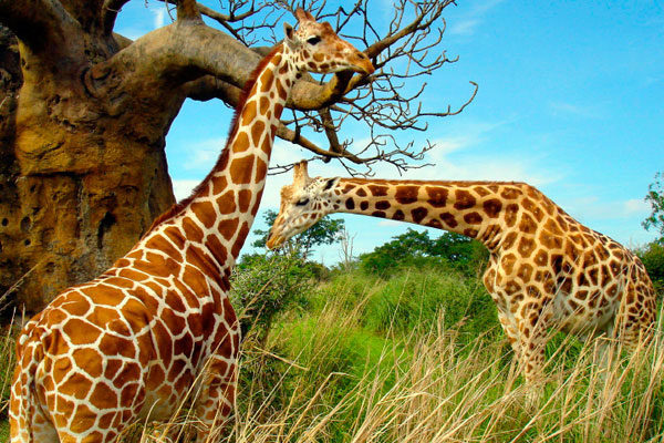 As girafas limpam os ouvidos com a língua