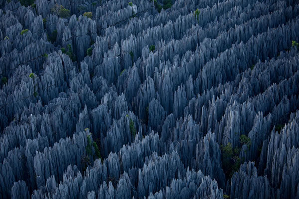 Uma floresta de pedra em Madagascar