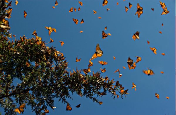 Migração borboletas monarca