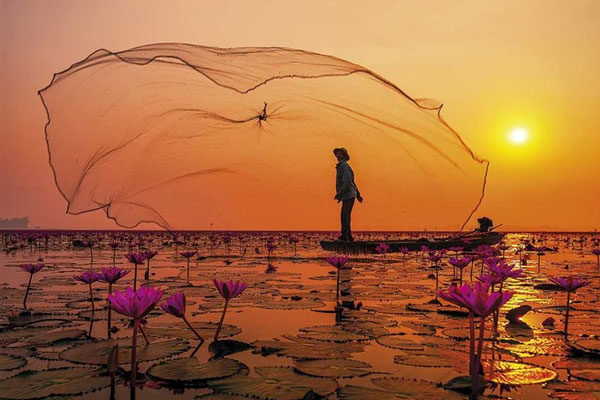 Tailândia, o lago da flor de lótus