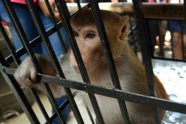 Prisão de macacos