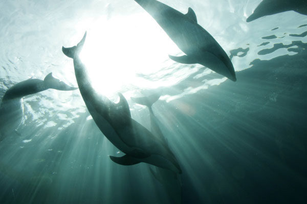 Golfinhos astutos