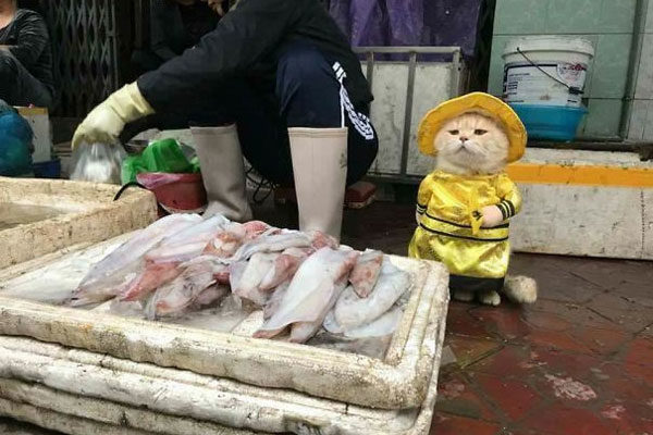 O gato vendedor