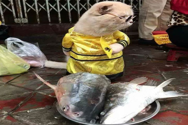 Vendedor de peixe