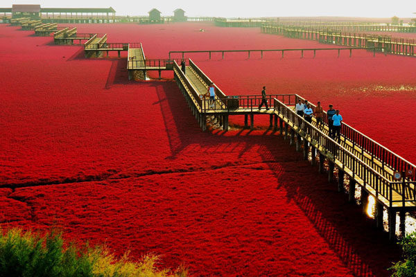Praia vermelha, Panjin, China