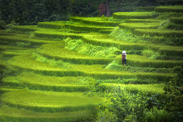 Terraços de arroz, Bali, Indonésia