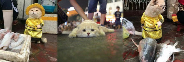 O gato fofo do Vietnã que leva seu trabalho muito a sério
