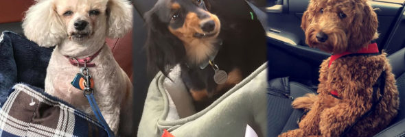 Veja as reações adoráveis dos cães quando descobrem que estão a caminho do veterinário