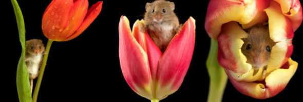 Fotos fofas de ratinhos são totalmente adoráveis
