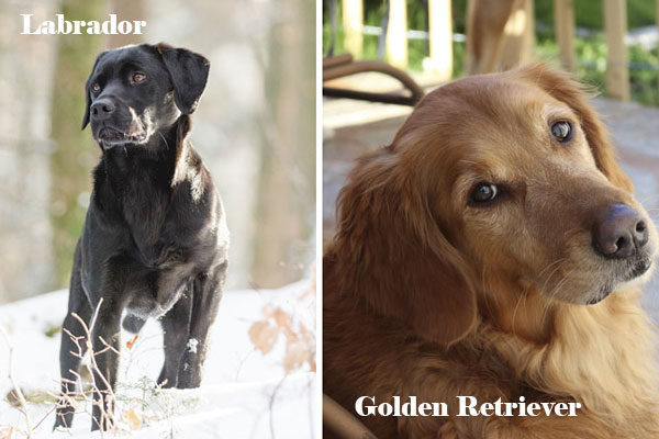 Labrador e Golden Retriever