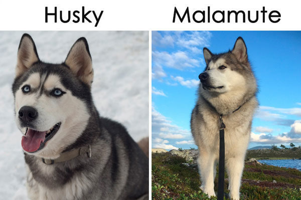 Husky e Malamute