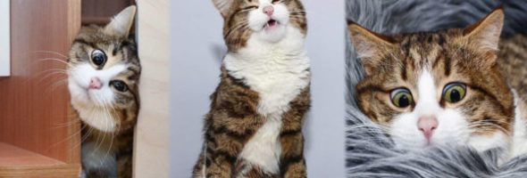 Esse gato invade as redes sociais com suas divertidas expressões faciais
