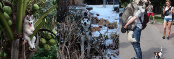 Fotos que mostram o estranho comportamento dos Huskies