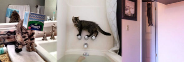Divertidas fotos de gatos que se metem em problemas
